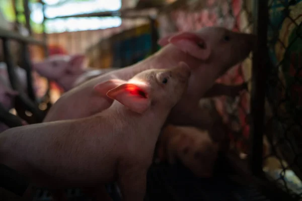 Petit Porcelet Dans Élevage Porcin Porcs Dans Stalle — Photo