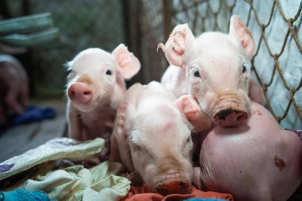 Kleines Ferkel Zuchtschweinfarm Schweine Stall — Stockfoto