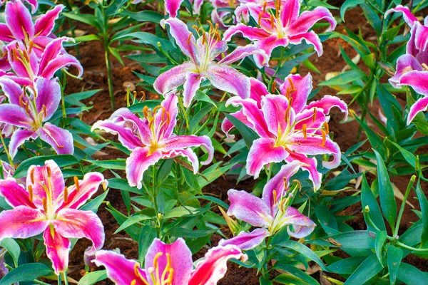 Розовый Цветок Лилии Саду Парка Открытом Воздухе Ботанической Природы — стоковое фото
