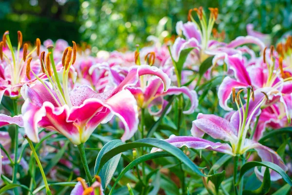 Розовый Цветок Лилии Саду Парка Открытом Воздухе Ботанической Природы — стоковое фото