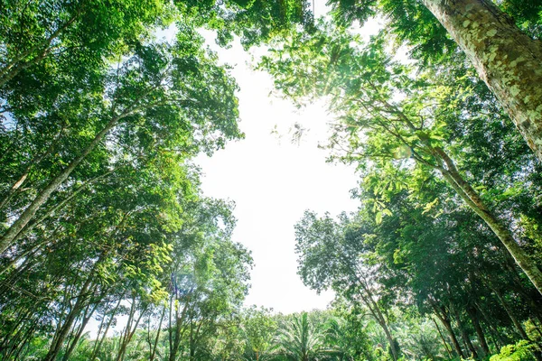 Floresta Árvore Borracha Verde Com Luz Sol Vista Insurreição Indústria — Fotografia de Stock