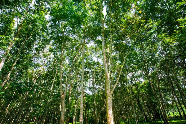 Bosque Árboles Caucho Verde Con Luz Solar Vista Vertical Industria — Foto de Stock