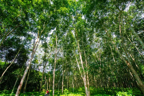 Para Borracha Árvore Verde Floresta Sol Dia Indústria Agrícola — Fotografia de Stock