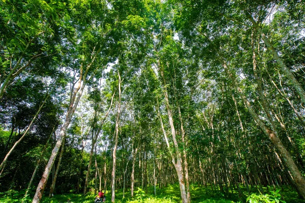 パラゴム緑の木の森日差し農業 — ストック写真