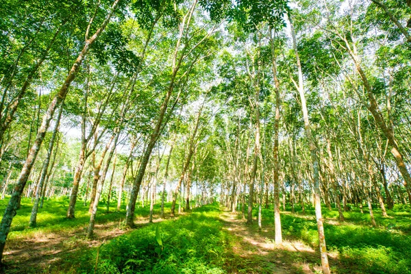 パラゴム緑の木の森日差し農業 — ストック写真