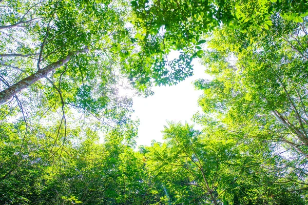 太陽光で緑のゴムの木の森農業産業を表示します — ストック写真