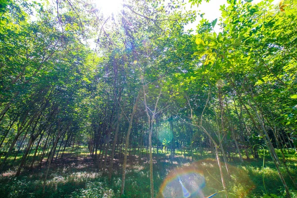 パラゴム緑の木の森日差し農業 — ストック写真