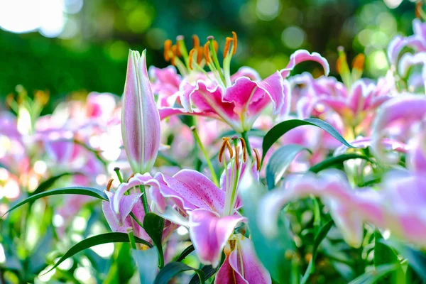Розовая Лилия Цветочный Сад Утром Легкий Букет Зимний Цветок — стоковое фото