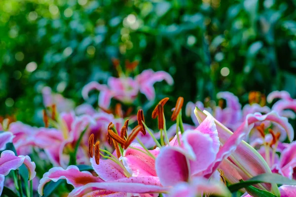 Розовая Лилия Цветочный Сад Утром Легкий Букет Зимний Цветок — стоковое фото