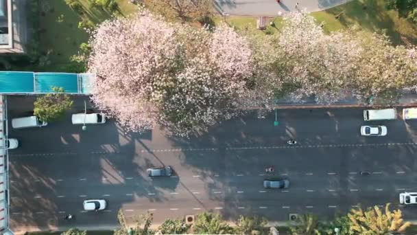 城市道路上的空中观赏花开满了粉红色的花 车上还有泰国曼谷查楚克 视频剪辑