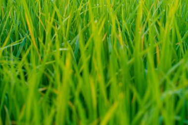 Sabah yeşil çim tarlasına çiy damlası düşer doğa arka planında