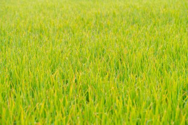 Sabah yeşil çim tarlasına çiy damlası düşer doğa arka planında