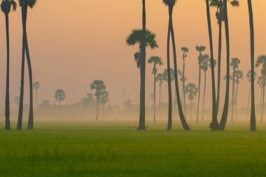 Yeşil çeltik tarlasında gün doğumu palmiye ağacı tabiatıyla