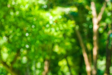 Bulanık yeşil ağaç, ormanı güneşli gün yeşillikleri içinde bırakır.