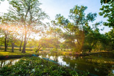 Şehir parkında akşam güneşi... yeşil ağaç ormanı ve nehir manzarası.