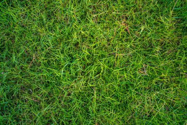 Soyut yeşil doğa gerçek çimen dokusu boş çimen arkaplan