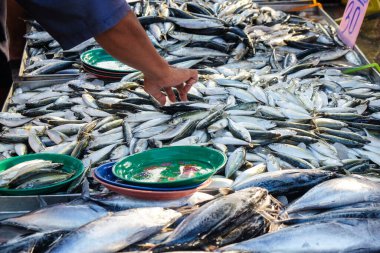 Skipjack Ton Balığı Çizgili Ton Balığı, deniz ürünleri balıkçısı gıda endüstrisinde satılıyor.