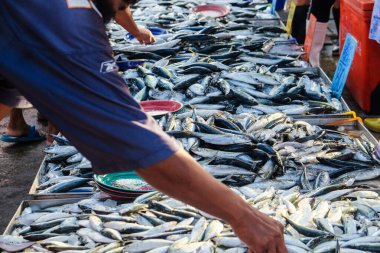 Skipjack Ton Balığı Çizgili Ton Balığı, deniz ürünleri balıkçısı gıda endüstrisinde satılıyor.