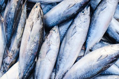 Skipjack Ton Balığı Çizgili Ton Balığı, deniz ürünleri balıkçısı gıda endüstrisinde satılıyor.