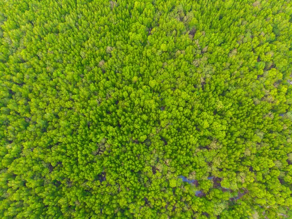 Green tropical mangrove forest in sea bay ecology system nature landscape aerial view