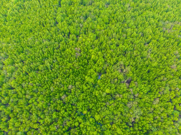 海湾生态系统中的绿色热带红树林自然景观空中景观 — 图库照片