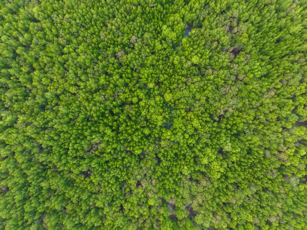 海湾生态系统中的绿色热带红树林自然景观空中景观 — 图库照片