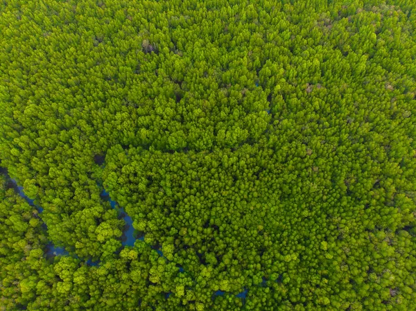 Zielony Tropikalny Las Namorzynowy Zatoce Morskiej Ekologia System Krajobraz Przyroda — Zdjęcie stockowe