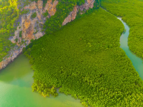 Green tropical mangrove forest in sea bay ecology system nature landscape aerial view