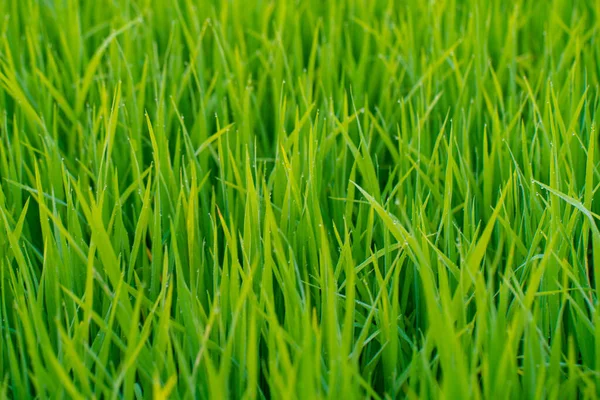 Падіння Роси Зеленому Полі Трави Ранковому Фоні Природи — стокове фото