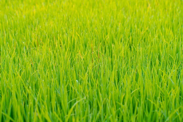 Dew Drop Green Grass Field Morning Nature Background — Stock Photo, Image