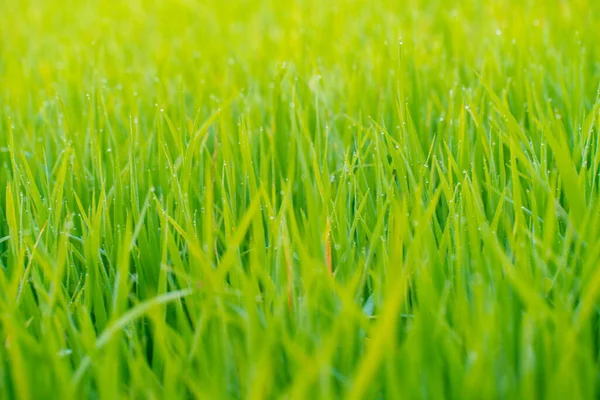 朝の自然の中で緑の芝生のフィールドにドロップダウン背景 — ストック写真