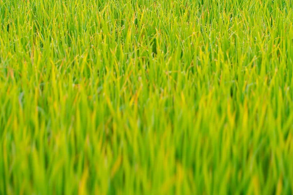 Dew drop on green grass field in morning nature background