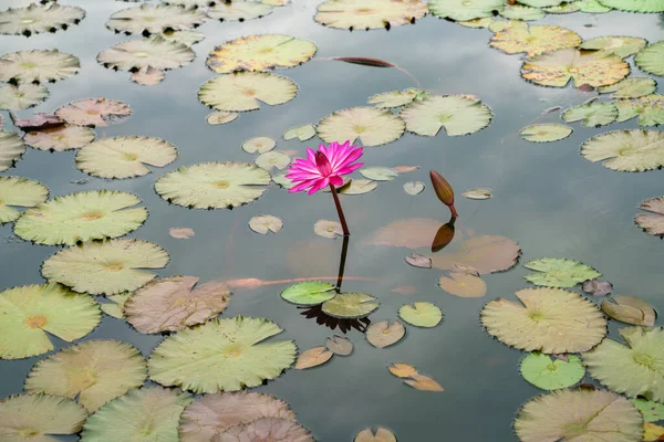 stock image Lotus flower park pond with green leaf botanical garden zen flower