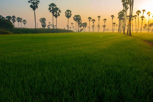 Rano Wschód Słońca Zielonym Polu Ryżu Plantacji Ryżu Palmy Krajobraz — Zdjęcie stockowe