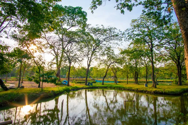 stock image Evening sunset light in city park green tree forest with river nature landscape