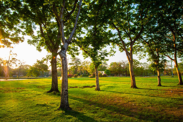 Green grass meadow with tree forest in city park against blue sky sunset nature background