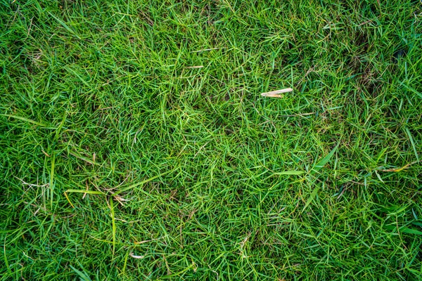 Abstract Groene Natuur Echt Gras Textuur Leeg Gras Achtergrond — Stockfoto