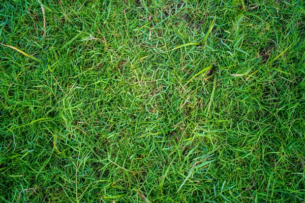 Streszczenie Zielony Natura Prawdziwe Trawa Tekstury Puste Trawa Tło — Zdjęcie stockowe