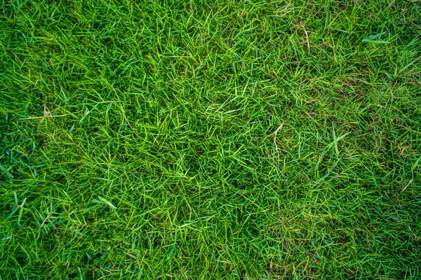 Streszczenie Zielony Natura Prawdziwe Trawa Tekstury Puste Trawa Tło — Zdjęcie stockowe
