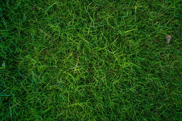Абстрактная Зеленая Природа Реальная Трава Текстура Пустой Травы Фон — стоковое фото