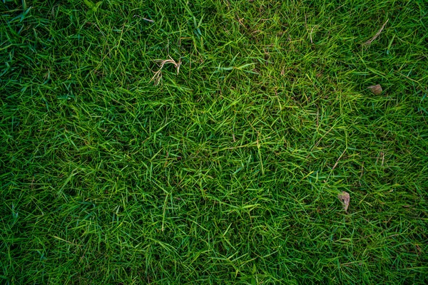 Abstrakte Grüne Natur Echtes Gras Textur Leer Gras Hintergrund — Stockfoto