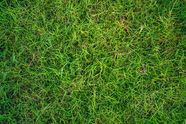 Abstrakte Grüne Natur Echtes Gras Textur Leer Gras Hintergrund — Stockfoto