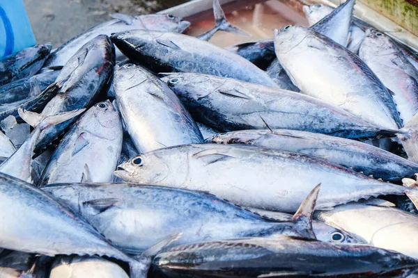 Скіпетрський Тунець Смугастий Тунець Продається Рибальському Ринку Морепродуктів Харчової Промисловості — стокове фото