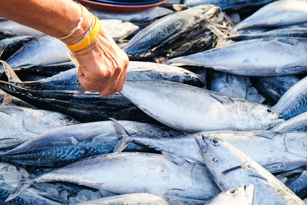 Skipjack Ton Balığı Çizgili Ton Balığı, deniz ürünleri balıkçısı gıda endüstrisinde satılıyor.