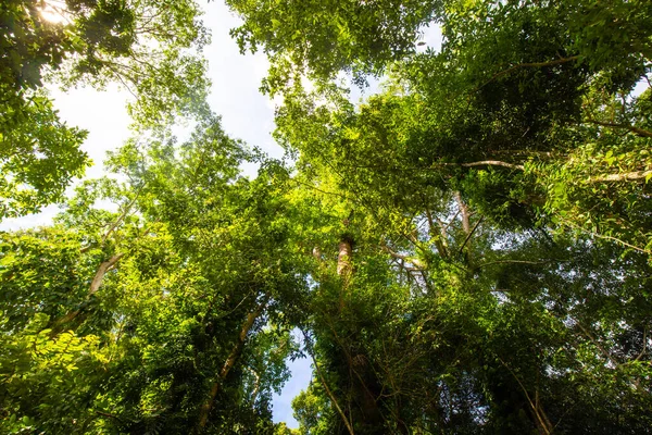 熱帯緑の森の朝の太陽光が自然の風景を見上げ — ストック写真