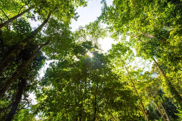 Утренний Солнечный Свет Зеленого Леса Поднимает Вид Природный Ландшафт — стоковое фото