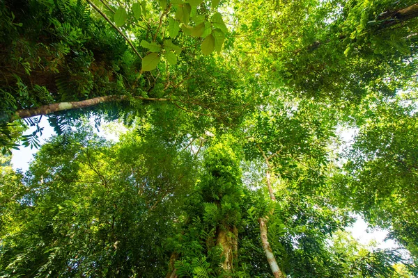 Tropisch Groene Boom Bos Ochtend Zon Licht Opstand Mier Uitzicht — Stockfoto