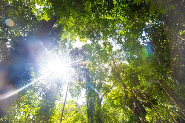Τροπικό Πράσινο Δέντρο Δάσος Πρωί Φως Ήλιο Uprisen Και Θέα — Φωτογραφία Αρχείου