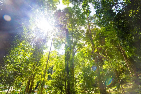 Τροπικό Πράσινο Δέντρο Δάσος Πρωί Φως Ήλιο Uprisen Και Θέα — Φωτογραφία Αρχείου