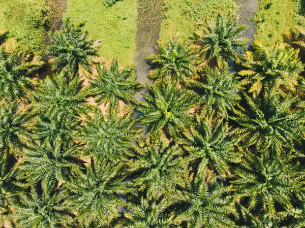 Olejová Palma Plantáže Strom Lesy Zemědělský Průmysl Letecký Pohled — Stock fotografie